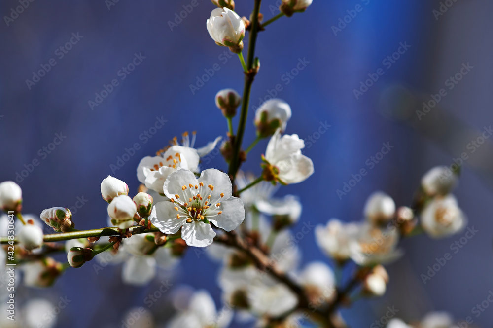Spring impressions with fruit blossoms in the sunshine in front of a blurred background. Spring impressions with fruit blossoms in the sunshine in front of a blurred background.