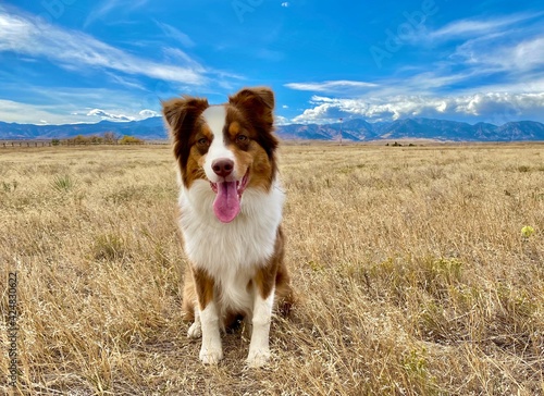 A happy dog in the Rocky Mountains