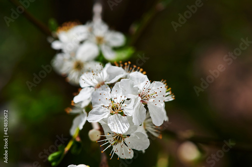 Spring impressions with fruit blossoms in the sunshine in front of a blurred background.