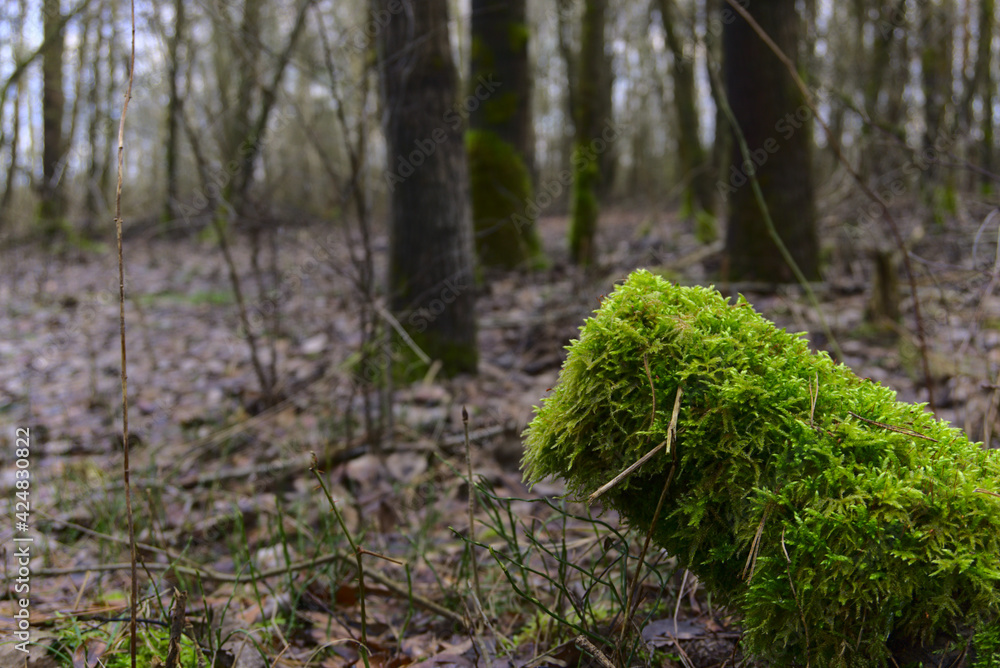 moss in the forest moss in the forest