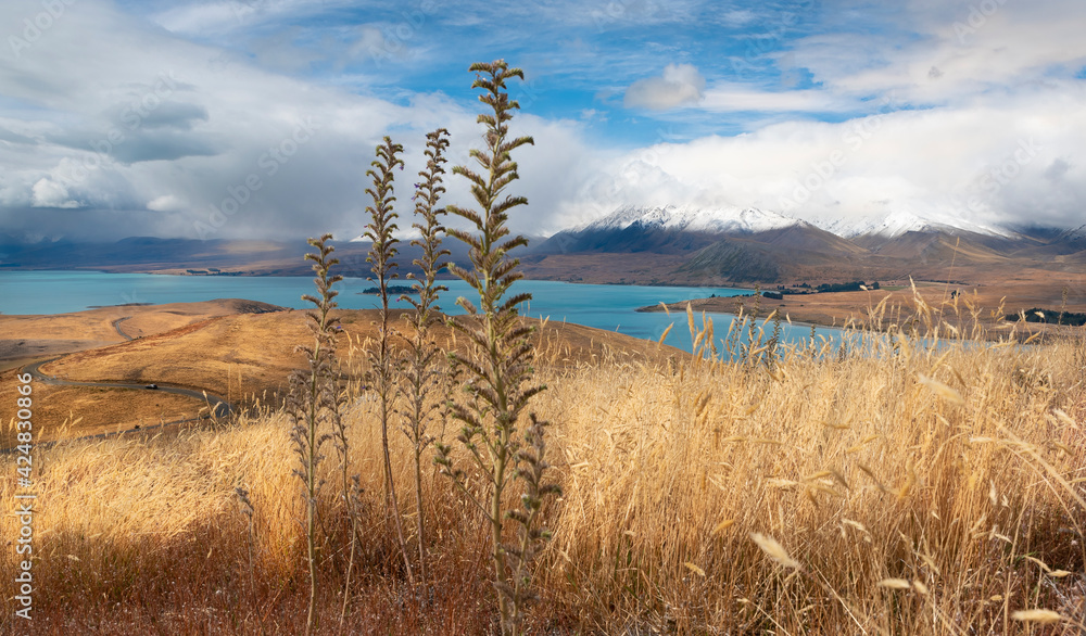 New Zealand dry meadow in autumn with blue lake and mountains in the background