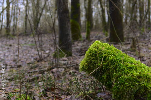 moss in the forest