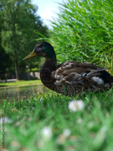 Duck Ducks © flucas