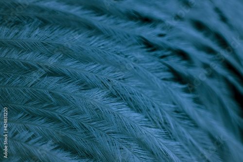 Closeup of the down feather of a bird. The bird's feather is close, fluff like seaweed or fairy trees, an abstraction of tenderness and lightness photo