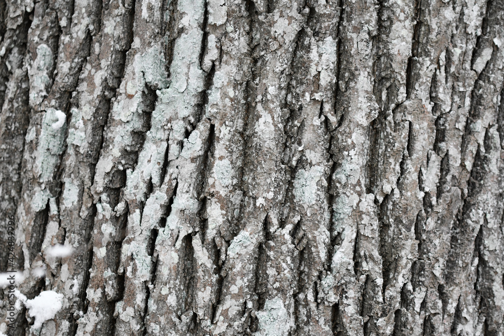 Background photo of tree Background photo of tree
