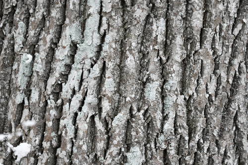 Background photo of tree