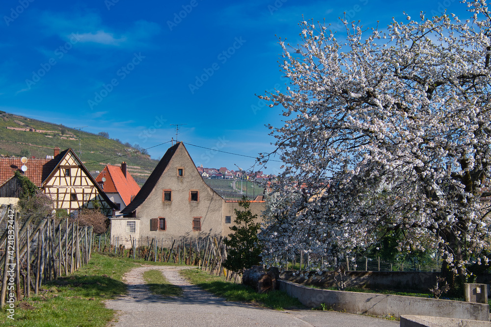 Frühling in Gueberschwihr im Elsass