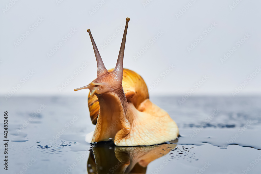 Φωτογραφία live snail looking up on a smooth wet surface against a light background