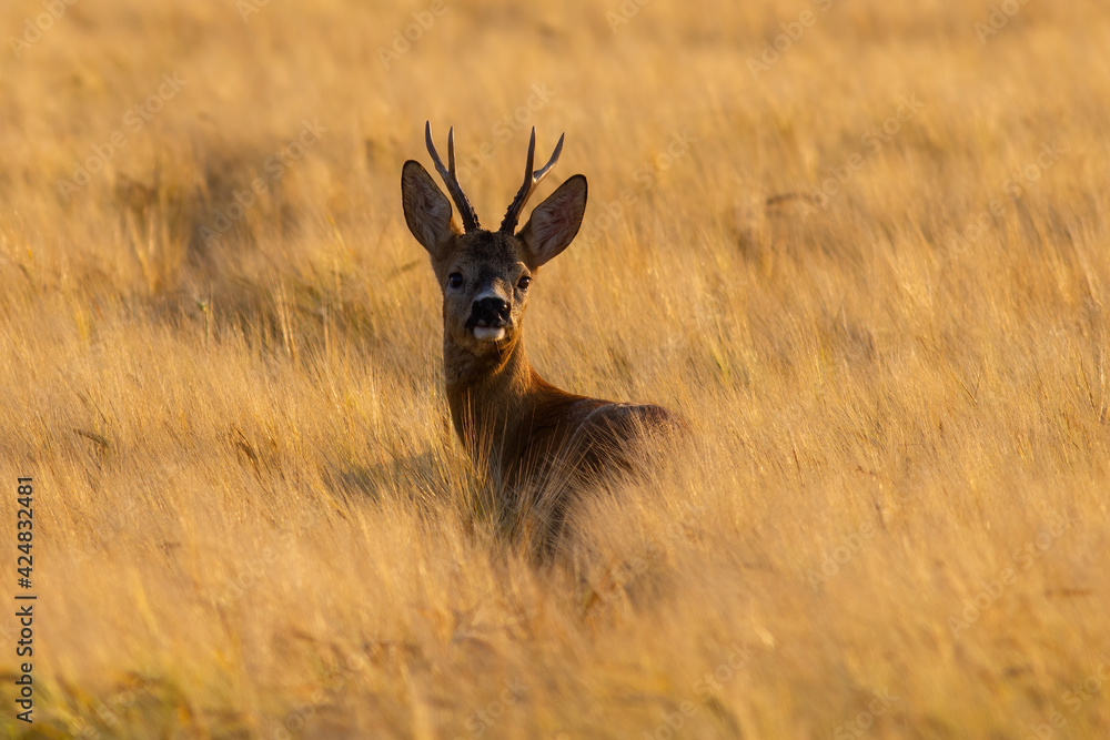 Roe deer buck looking over the shoulder on wheat field in sunset Roe deer buck looking over the shoulder on wheat field in sunset