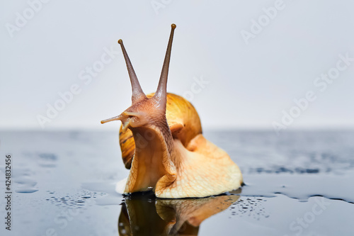 Fotografia live snail looking up on a smooth wet surface against a light background