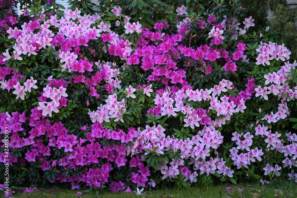 Naklejka premium This image shows a background of pink and purple azaleas in a California garden.