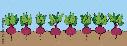 Beet. Vector drawing