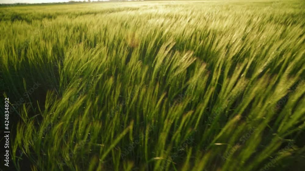 Wind sways thick barley in a field creating waves. Ripening crops under the warm sun. A cereal field for making bread and beer. A large crop of grain. Wind sways thick barley in a field creating waves. Ripening crops under the warm sun. A cereal field for making bread and beer. A large crop of grain.