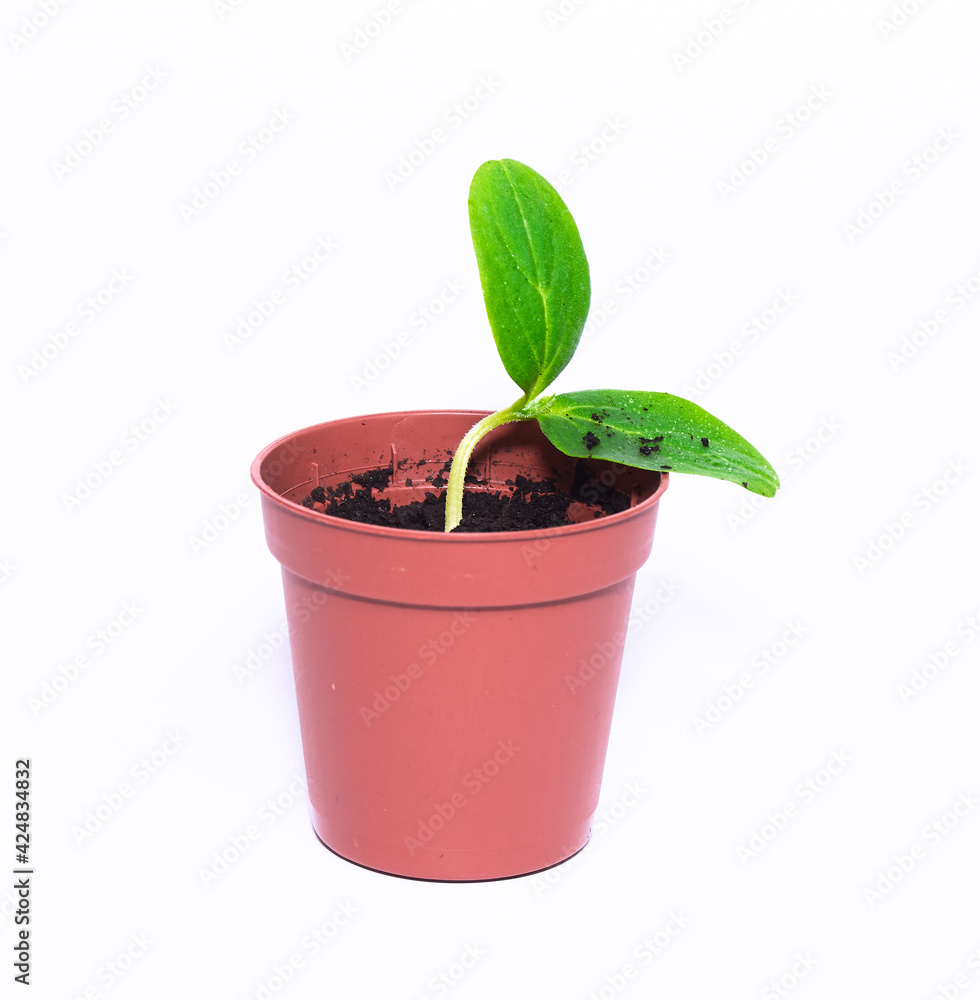 A young sprout sprouts in a pot on a white background. Seedling close-up. A new life. Cultivation. A young sprout sprouts in a pot on a white background. Seedling close-up. A new life. Cultivation.