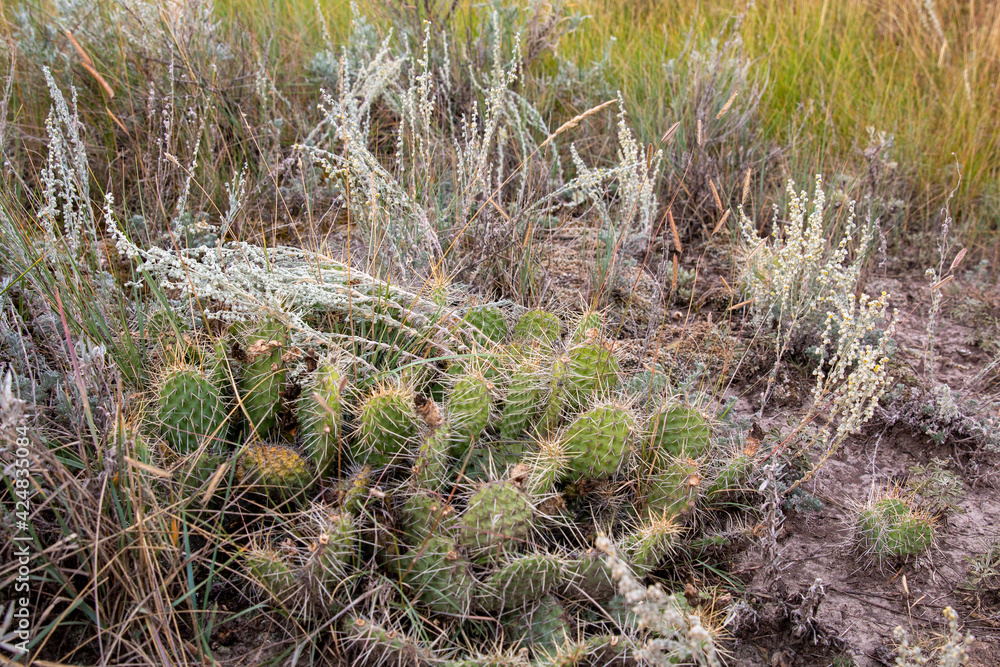 Three species of cacti are native to Alberta. The two prickly pear species are the most common, and most of our selections are derived from these. Both are extremely hardy, being found throughout the Three species of cacti are native to Alberta. The two prickly pear species are the most common, and most of our selections are derived from these. Both are extremely hardy, being found throughout the