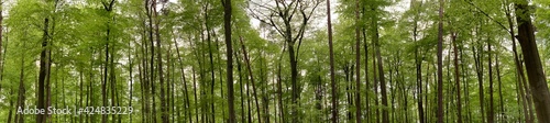 Panorama shot of a German forest