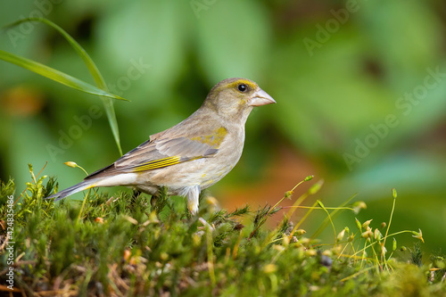Female european greenfinch sitting on a green moss in summer nature