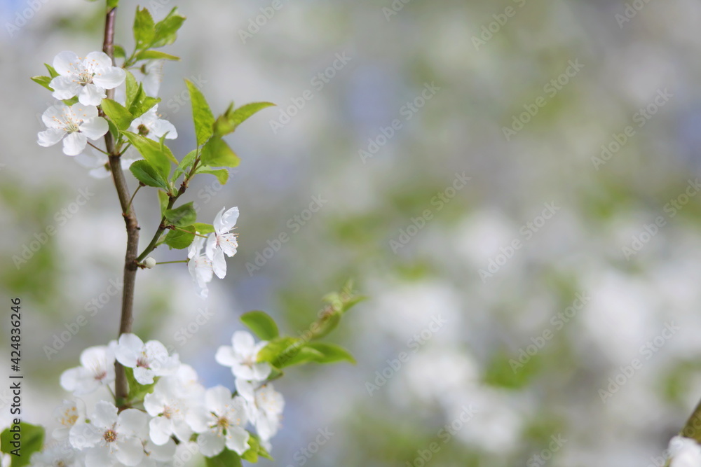 Fototapeta premium Apple Blossom