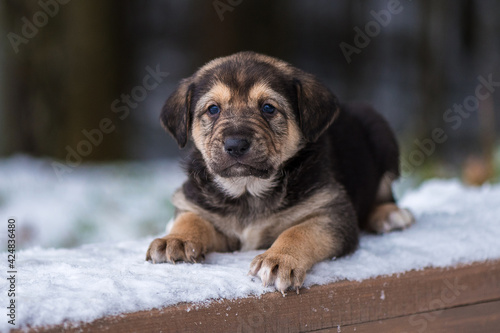 Shepherd puppy sitting on a snow bench