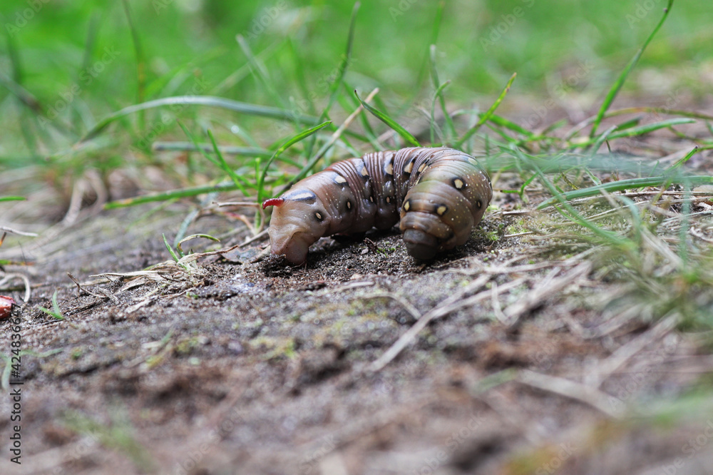 Obraz premium Closeup of a Bedstraw Hawkmoth caterpillar on the ground