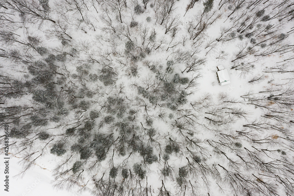 Forest in winter seen from above Forest in winter seen from above