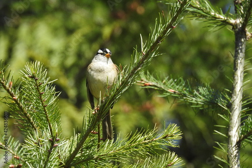 White-crowned sparrow perched on a pine tree limb, in the Olympic National Park, Clallam County, Washington State. photo