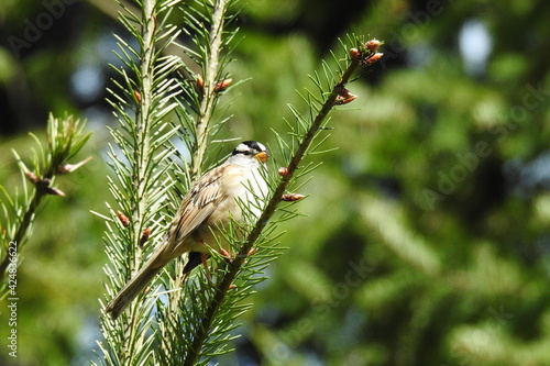 White-crowned sparrow perched on a pine tree limb, in the Olympic National Park, Clallam County, Washington State. photo