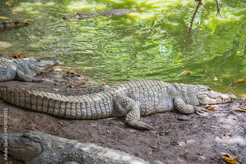 Cocodrilos junto a un estanque en Gambia