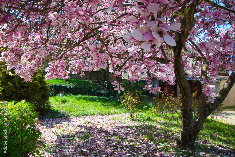Blühende Magnolie in Kientzheim im Elsass Blühende Magnolie in Kientzheim im Elsass