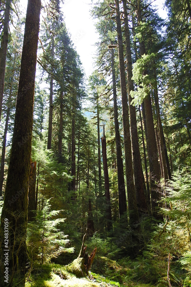 The beautiful scenery of the Sol Duc Valley in the Pacific Northwest, Olympic National Park, Washington State. The beautiful scenery of the Sol Duc Valley in the Pacific Northwest, Olympic National Park, Washington State.
