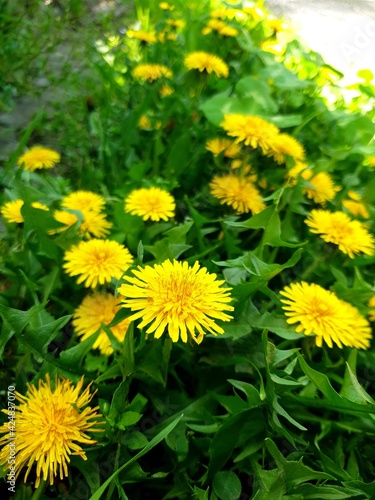 yellow dandelions on grass