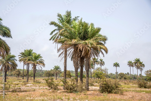 Fototapeta Naklejka Na Ścianę i Meble -  Palmerales en la región de Makasutu, Gambia
