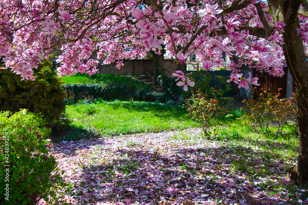 Naklejka premium Blühende Magnolie in Kientzheim im Elsass