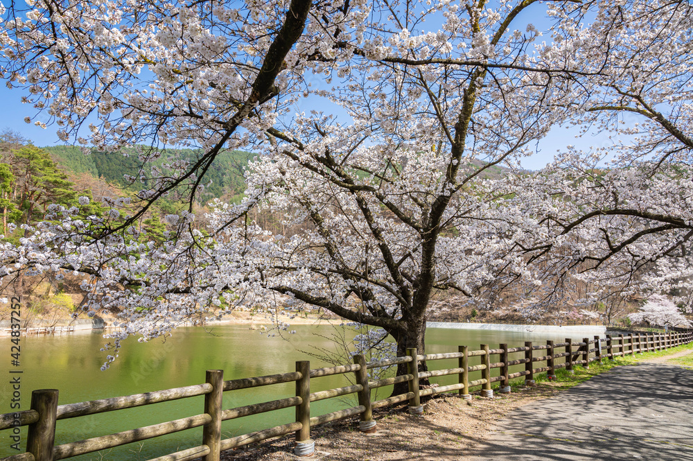 松本市　千鹿頭池の桜