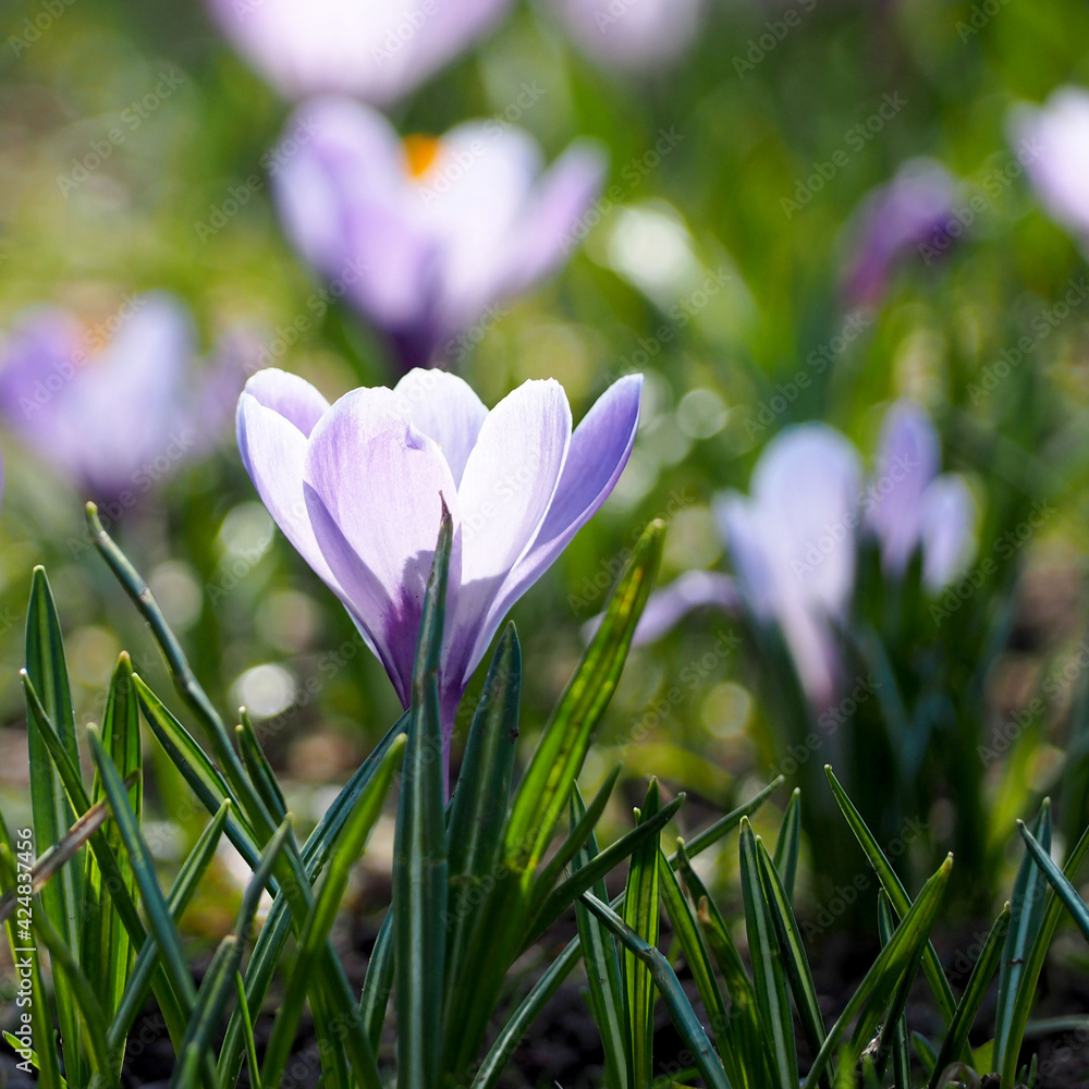 a light lilac crocus bud grows under the sun's rays side view . spring background a light lilac crocus bud grows under the sun's rays side view . spring background