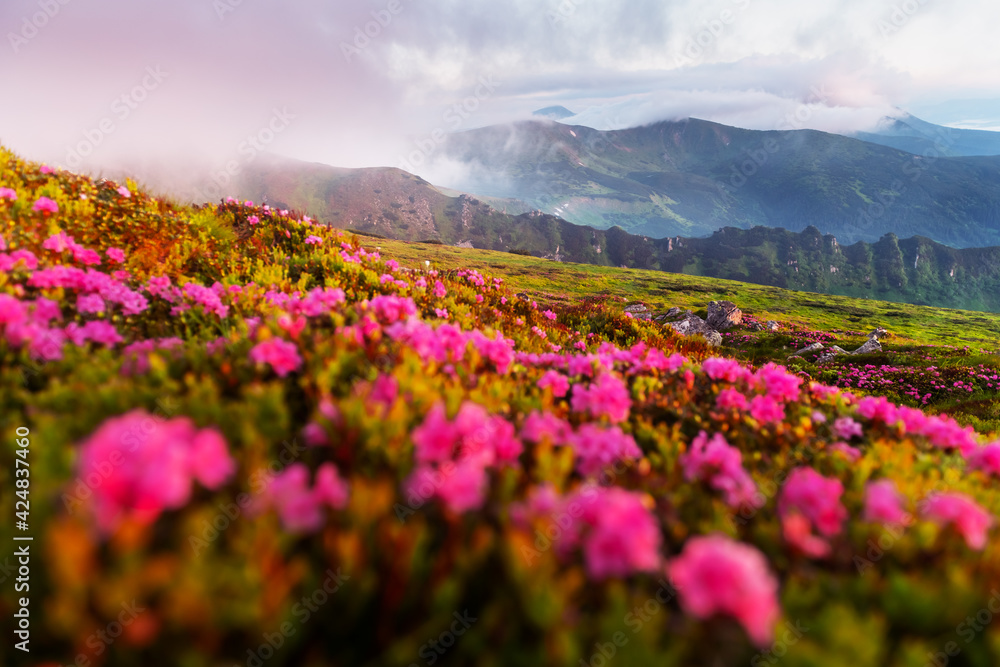 Rhododendron flowers covered mountains meadow in summer time. Orange sunrise light glowing on a foreground. Landscape photography Rhododendron flowers covered mountains meadow in summer time. Orange sunrise light glowing on a foreground. Landscape photography