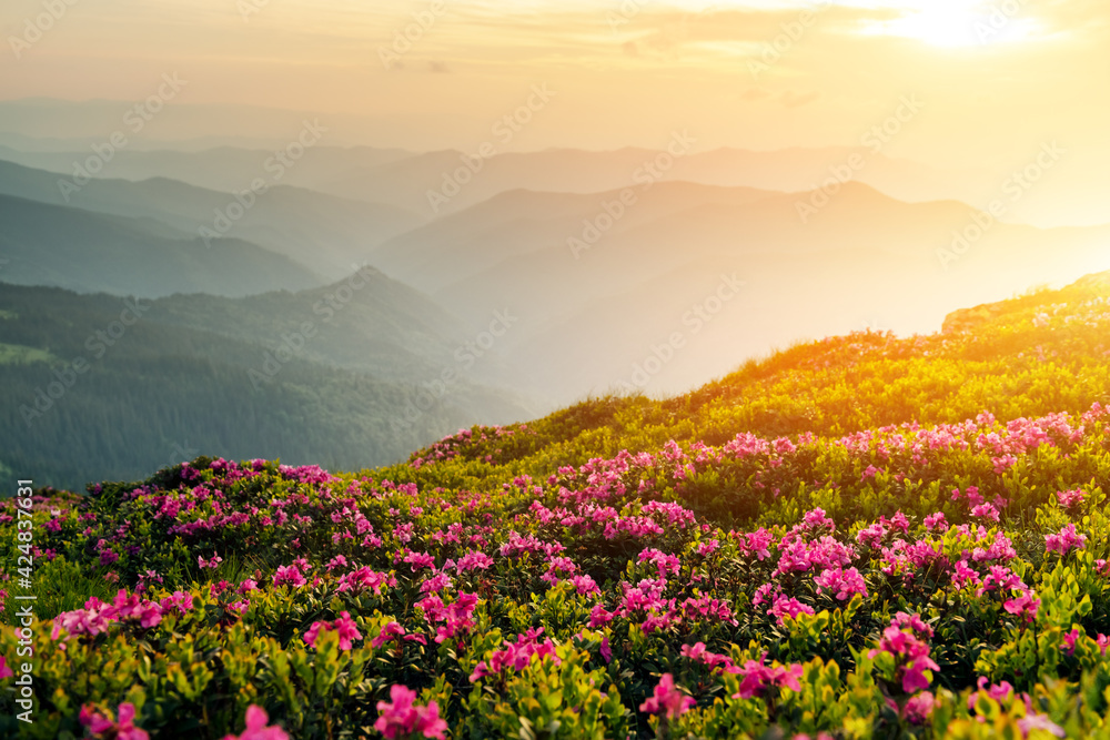 Rhododendron flowers covered mountains meadow in summer time. Orange sunrise light glowing on a foreground. Landscape photography