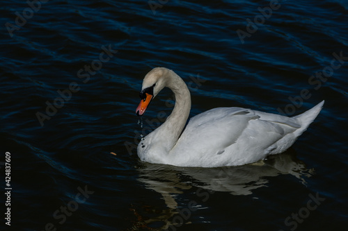 Fototapeta Naklejka Na Ścianę i Meble -  Beautiful swan floats on the lake