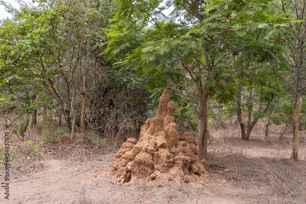 Fototapeta premium Termitero en un bosque de la región de Makasutu, Gambia