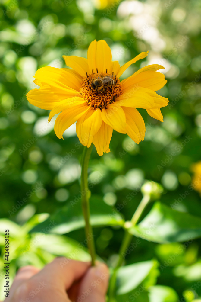 Fresh bright yellow sunflower flower (sunroot, sunchoke, earth apple or Jerusalem artichoke plant) and a pollinating bee or wasp sitting on it. Sunny day in the green spring or summer garden. Fresh bright yellow sunflower flower (sunroot, sunchoke, earth apple or Jerusalem artichoke plant) and a pollinating bee or wasp sitting on it. Sunny day in the green spring or summer garden.