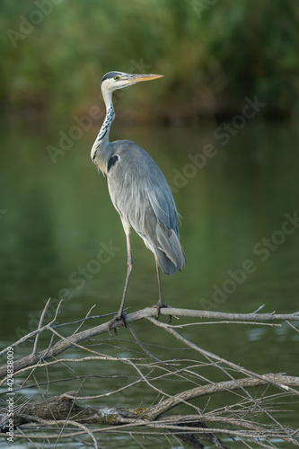 Grey heron on a branch in a lake