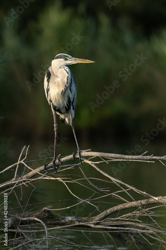 Grey heron on a branch in a lake