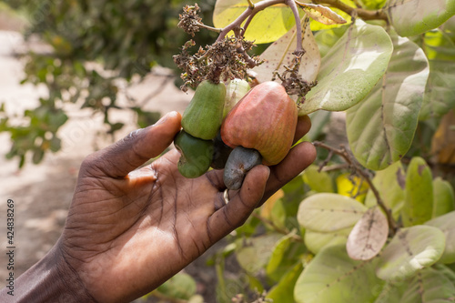 Manos cogiendo frutos de anacardos en la región de Makasutu, Gambia
