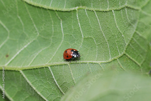 A ladybug crawling on the underside of a veined leaf
