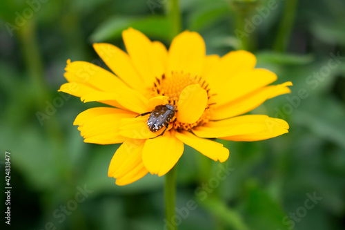 Fresh bright yellow sunflower flower (sunroot, sunchoke, earth apple or Jerusalem artichoke plant) and a pollinating bee or wasp sitting on it. Sunny day in the green spring or summer garden.