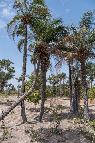 Paisaje con palmeras en la región de Makasutu en Gambia