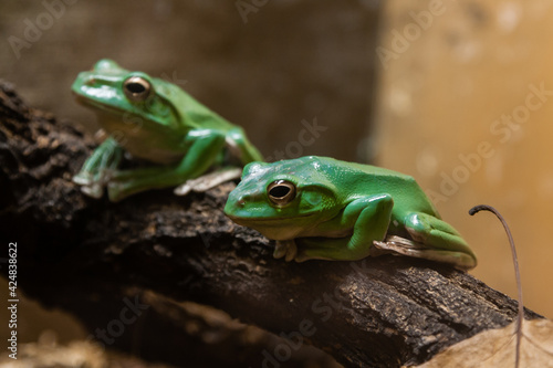 A green toad sits on a branch