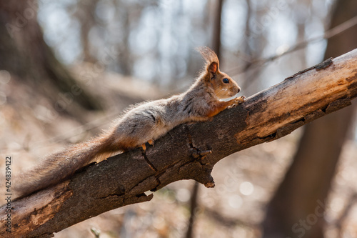 Squirrel sits on a tree © Minakryn Ruslan 