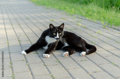 black and white cat