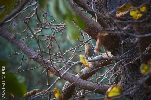 A Robin bird perched on a branch © Fausto Badolato